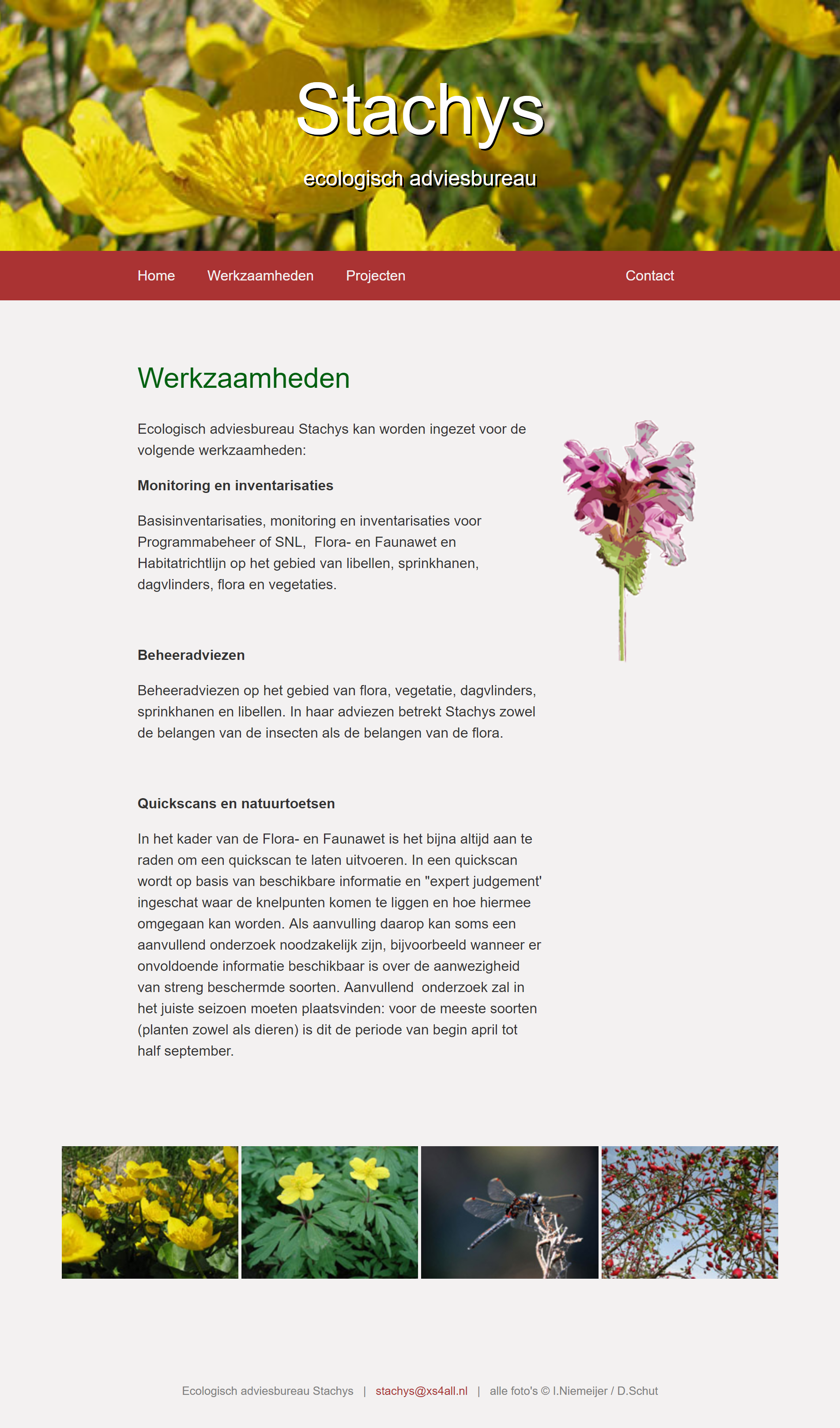 stachys.nl